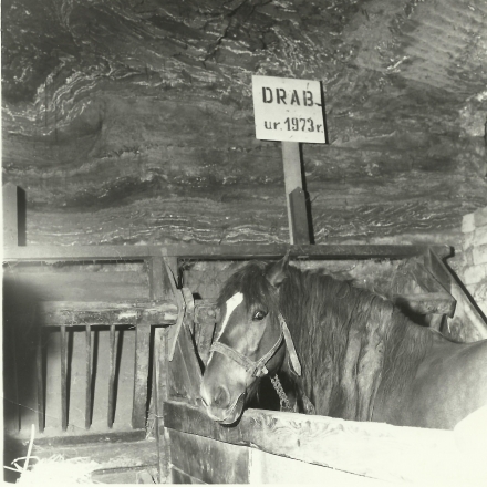 Koń Drab w stajni na poziomie IV kopalni wielickiej, rok 1982
