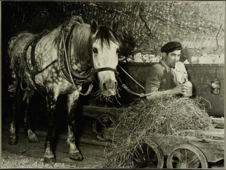 Koń „Kuba” kopalnia soli w Bochni, fot. Władysław Gargul